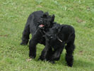 giant schnauzer Gently Born CHECKMATE