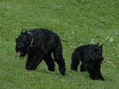 giant schnauzer Gently Born CHECKMATE